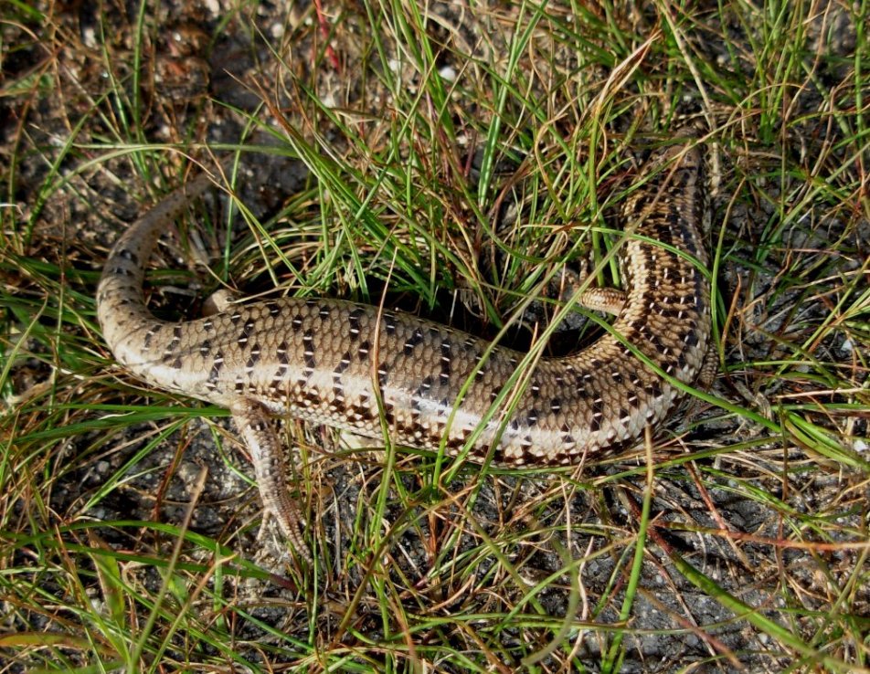 chalcides ocellatus tiligugu